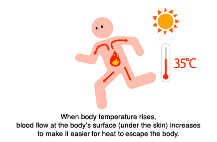 When body temperature rises, blood flow at the body's surface (under the skin) increases to make it easier for heat to escape the body.