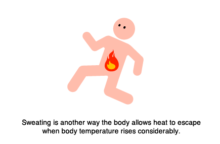 Sweating is another way the body allows heat to escape when body temperature rises considerably.