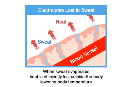 When sweat evaporates, heat is efficiently lost outside the body, lowering body temperature.