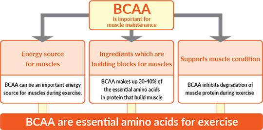 BCAA are essential amino acids for exercise