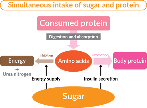 Simultaneous intake of sugar and protein