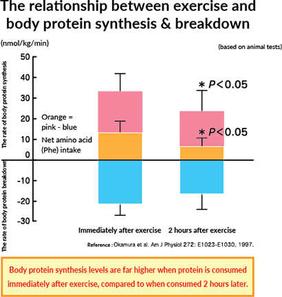 The relationship between exercise and body protein synthesis & breakdown