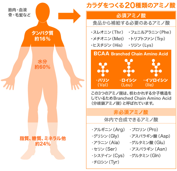 カラダをつくる20種類のアミノ酸