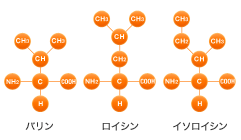 Branched Chain Amino Acid