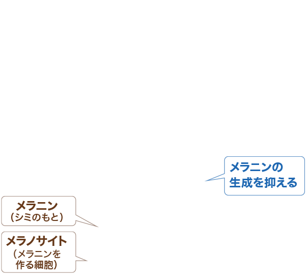 メラニンの生成を抑える