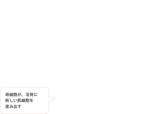 母細胞が、活発に新しい肌細胞を生み出す