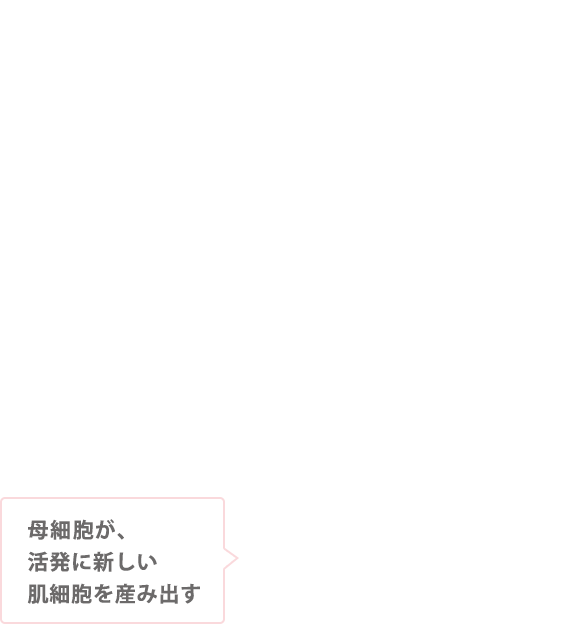 母細胞が、活発に新しい肌細胞を生み出す