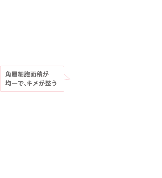 角層細胞面積が均一で、キメが整う