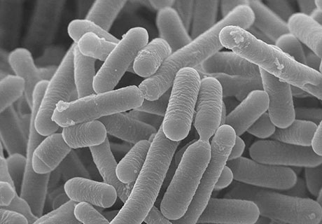 乳酸菌B240 Lactobacillus pentosus ONRICb0240
