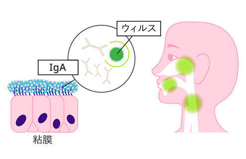 役割1 粘膜にウィルスや細菌など病原体を捕まえて侵入を防ぐIgAの分泌を促し撃退します。