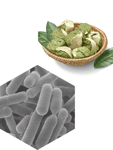 乳酸菌B240 Lactobacillus pentosus ONRICb0240