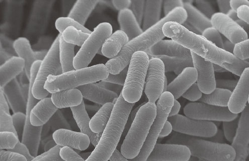 乳酸菌B240 Lactobacillus pentosus ONRICb0240