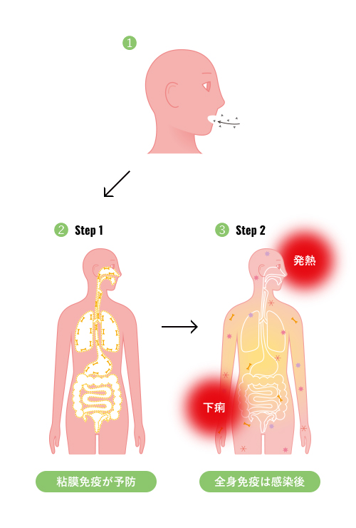 免疫の仕組み 乳酸菌b240研究所 大塚製薬