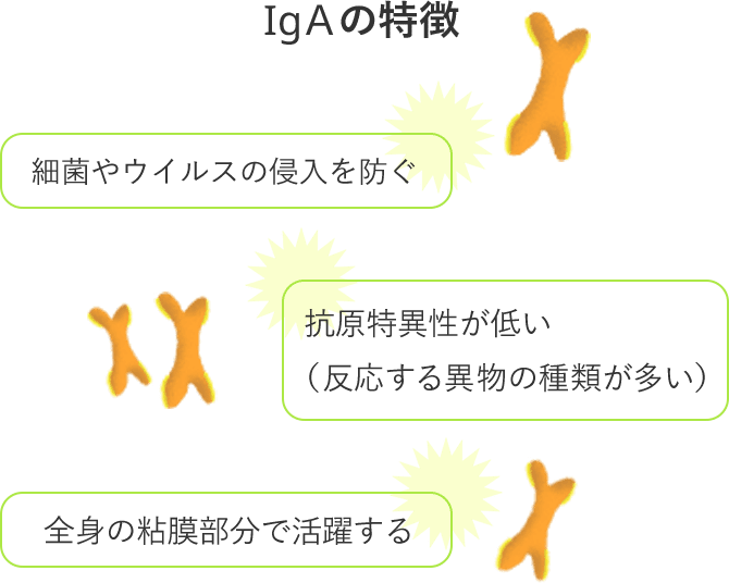 予防の立役者 Iga抗体 乳酸菌b240研究所 大塚製薬