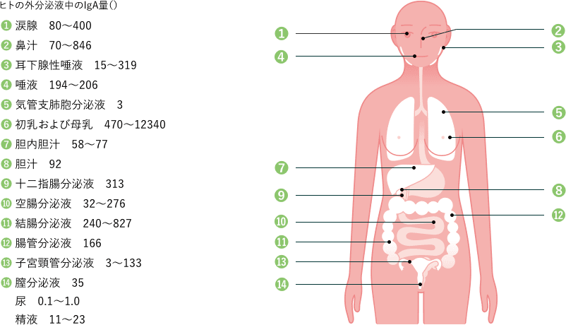 予防の立役者 Iga抗体 乳酸菌b240研究所 大塚製薬