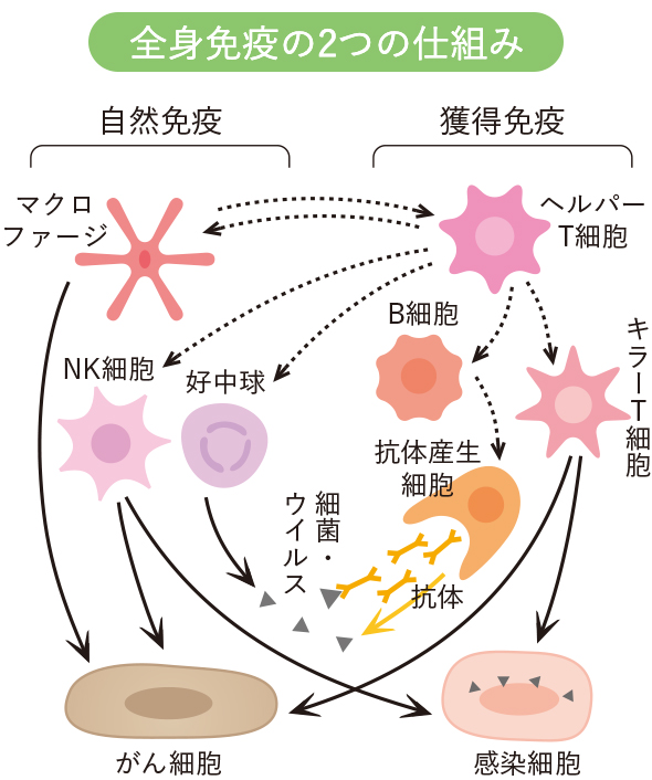 治癒は 全身免疫 の出番 自然免疫と獲得免疫の役割 乳酸菌b240研究所 大塚製薬