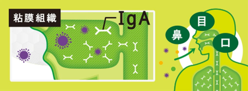 全身の粘膜には細菌やウイルスを防ぐ「IgA」という免疫抗体があります。