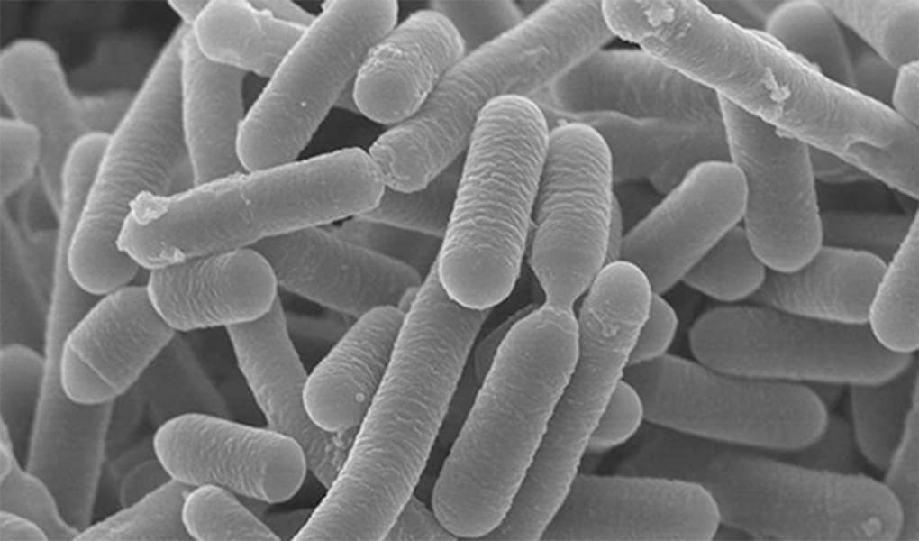 乳酸菌B240 Lactobacillus pentosus ONRICb0240