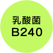 乳酸菌B240