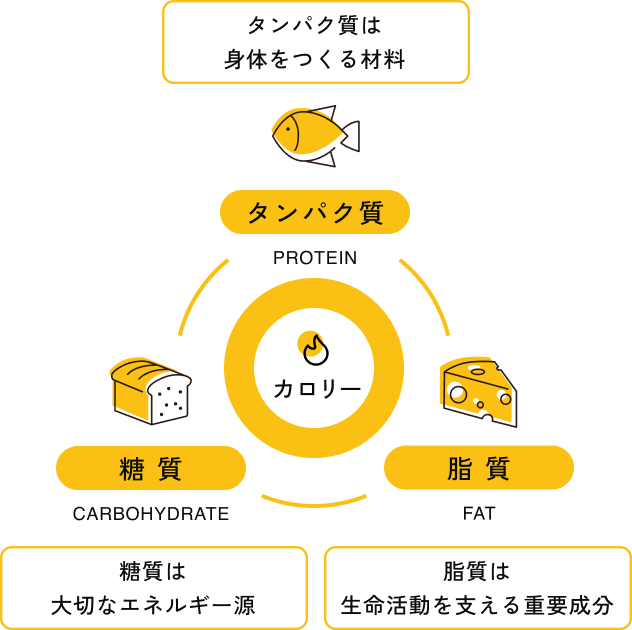 カロリーとタンパク質・脂質・糖質の関係図