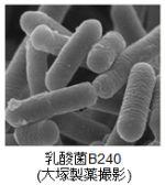 乳酸菌B240（大塚製薬撮影）