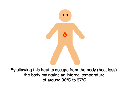 By allowing this heat to escape from the body (heat loss), the body maintains an internal temperature of around 36℃ to 37℃.