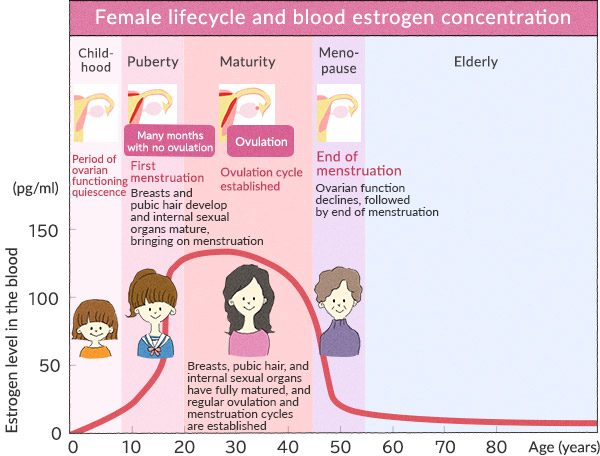 Female lifecycle and blood estrogen concentration
