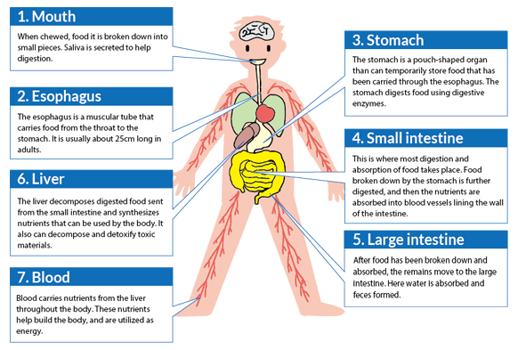 Human Nutritional Needs Chart