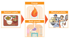 Nutrient In The Human Body Nutrient In The Human Body