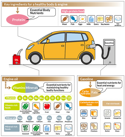 Human Nutritional Needs Chart