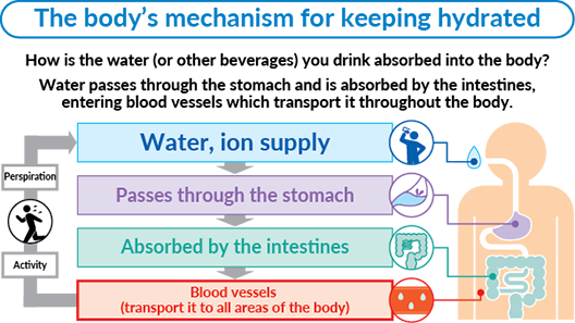 The body's mechanism for keeping hydrated