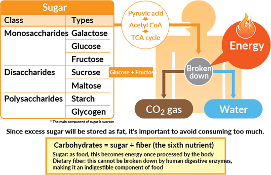 Carbohydrates An Efficient Energy Source Otsuka Pharmaceutical Co Ltd