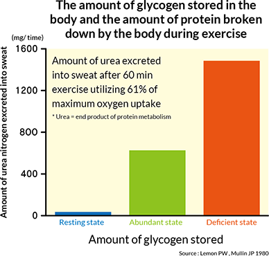 The amount of glycogen stored in the body and the amount of protein broken down by the body during exercise