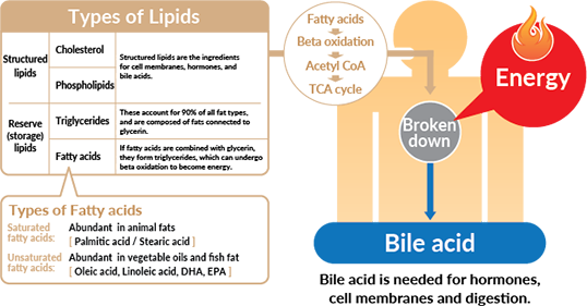 Fat Storage and Energy Use, The Truth About Fat