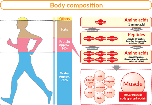 protein in body composition