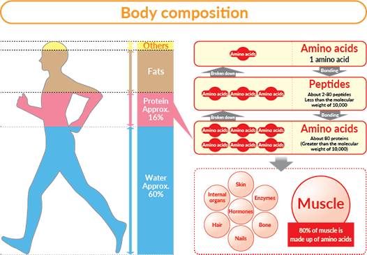 Body composition