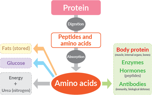 Proteins: building blocks of the body | Otsuka Pharmaceutical Co., Ltd.