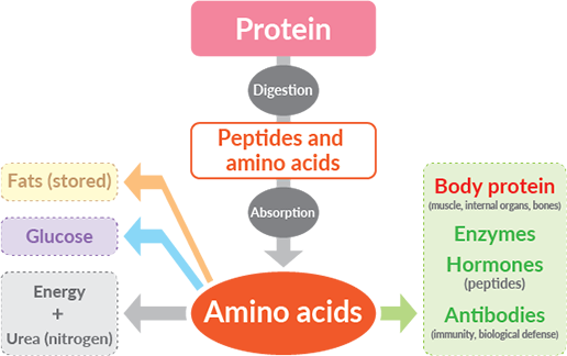 Proteins: building blocks of the body