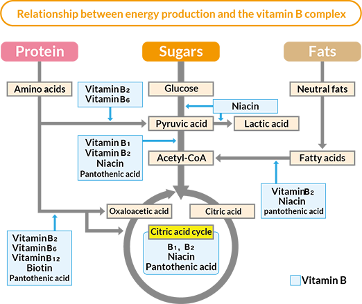 Relationship between energy production and the vitamin B complex