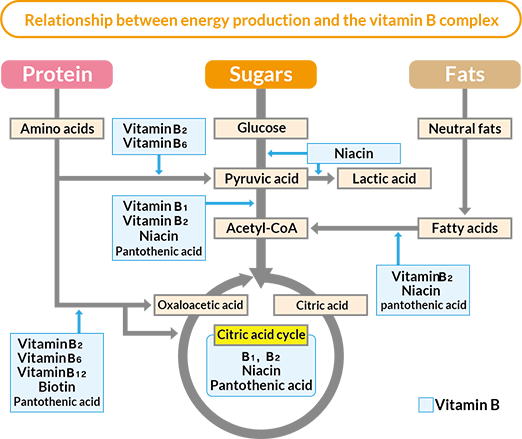 B Vitamins 2 LA Nutrition B Vitamins 2 LA Nutrition