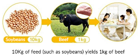 10kg of feed (such as soybeans) yields 1kg of beef