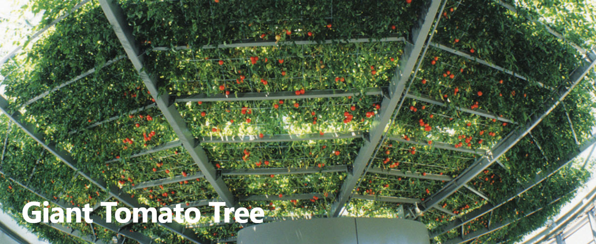 Giant Tomato Tree