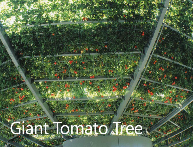 Giant Tomato Tree