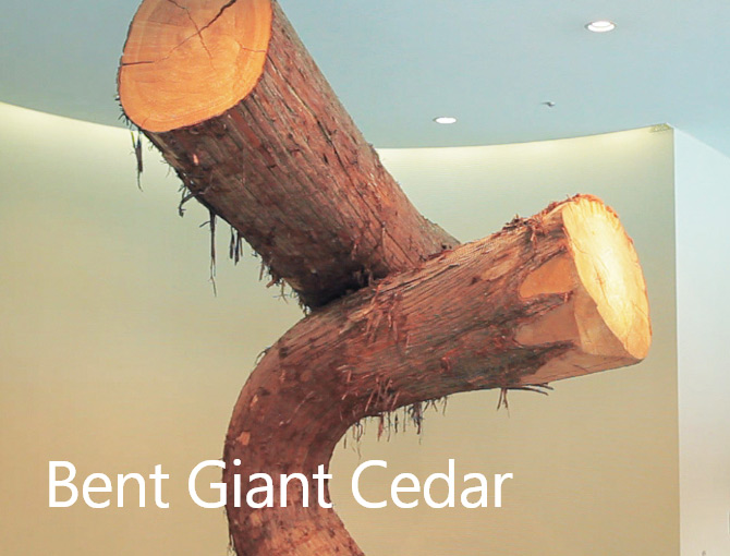 Bent Giant Cedar