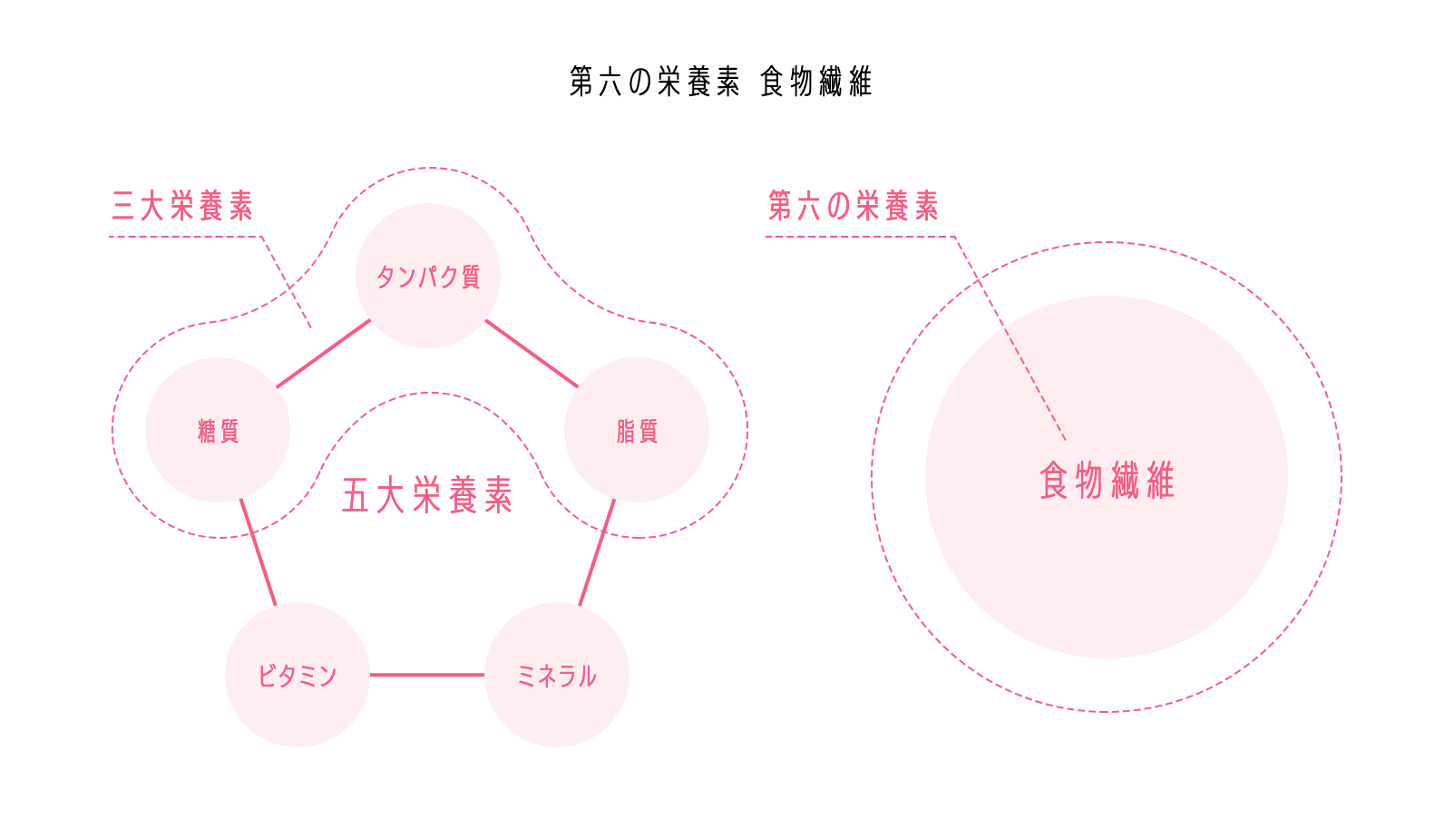 第六の栄養素食物繊維