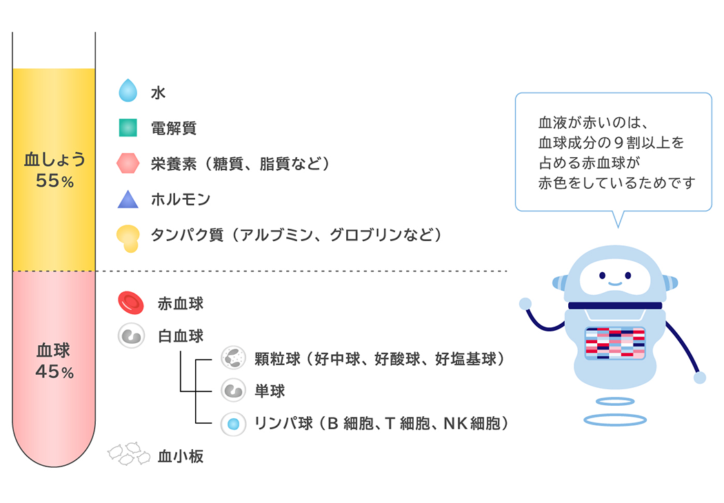 血しょう55％ 水 電解質 栄養素（糖質、脂質など） ホルモン タンパク質（アルブミン、グロブリンなど） 血球45％ 赤血球 白血球 顆粒球（好中球、好酸球、好塩基球） 单球 リンパ球（B細胞、T細胞、NK細胞） 血小板 血液が赤いのは、血球成分の9割以上を占める赤血球が赤色をしているためです