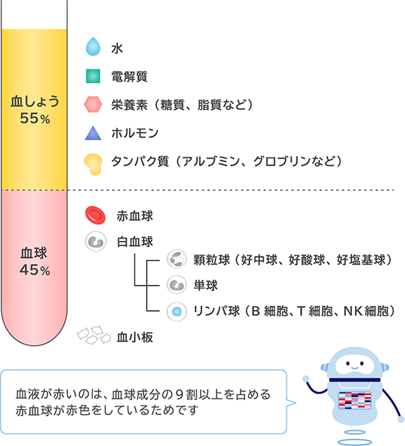 血しょう55％ 水 電解質 栄養素（糖質、脂質など） ホルモン タンパク質（アルブミン、グロブリンなど） 血球45％ 赤血球 白血球 顆粒球（好中球、好酸球、好塩基球） 单球 リンパ球（B細胞、T細胞、NK細胞） 血小板 血液が赤いのは、血球成分の9割以上を占める赤血球が赤色をしているためです