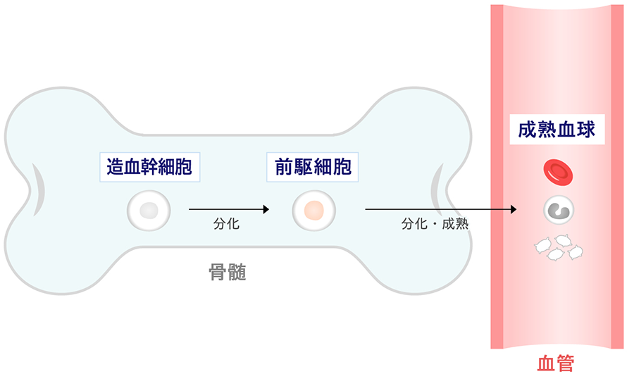 造血幹細胞 分化 前駆細胞 分化・成熟 成熟血球