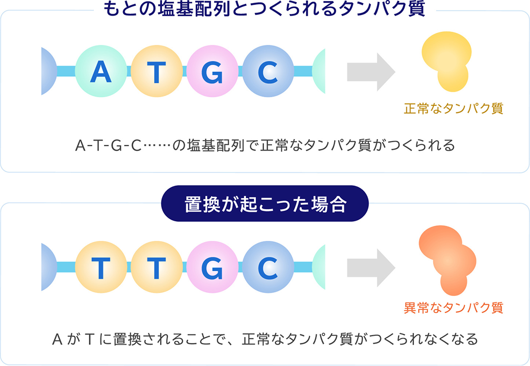 もとの塩基配列とつくられるタンパク質 A-T-G-C……の塩基配列で正常なタンパク質がつくられる 置換が起こった場合 AがTに置換されることで、正常なタンパク質がつくられなくなる