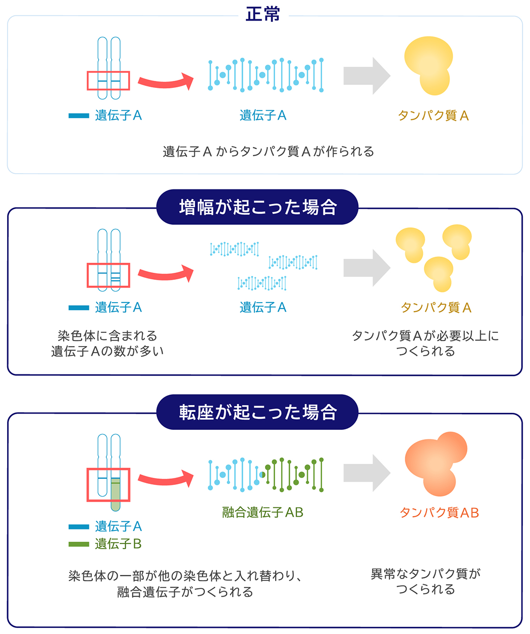 正常 遺伝子Aからタンパク質Aが作られる 増幅が起こった場合 染色体に含まれる遺伝子Aの数が多い タンパク質Aが必要以上につくられる 転座が起こった場合 染色体の一部が他の染色体と入れ替わり、融合遺伝子がつくられる 異常なタンパク質がつくられる